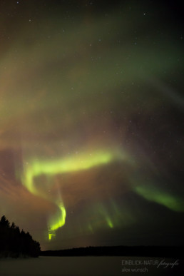 Alex Wünsch Alexandra Wünsch Einblick-Natur Fotografie Naturfotografie Winter Finnland Polarlichter Nordlicht aurora borealis Feuerfuchs