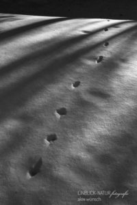 Alex Wünsch Alexandra Wünsch Einblick-Natur Fotografie Naturfotografie Tierspuren Fährte Rotfuchs Fuchs geschnürter Trab Trittsiegel