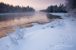 Alex Wünsch Alexandra Wünsch Einblick-Natur Fotografie Naturfotografie Tierspuren Fährte Fischotter Trittsiegel lutra Finnland