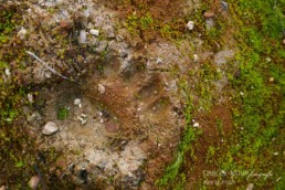 Alex Wünsch Alexandra Wünsch Einblick-Natur Fotografie Naturfotografie Tierspur Trittsiegel Braunbär uros arctos Finnland