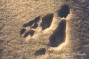 Alex Wünsch Alexandra Wünsch Einblick-Natur Fotografie Naturfotografie Spur Fährte Trittsiegel Finnland Schneehase lepus timidus