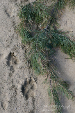 Alex Wünsch Alexandra Wünsch Einblick-Natur Fotografie Naturfotografie Spur Fährte Trittsiegel Wolf Grauwolf canus lupus