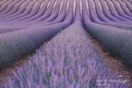 Alex Wünsch Alexandra Wünsch Einblick-Natur Fotografie Naturfotografie Sommer Lavendel Feld Frankreich Provence