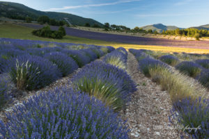 Alex Wünsch Alexandra Wünsch Einblick-Natur Fotografie Naturfotografie Sommer Lavendel Frankreich Provence