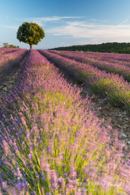Alex Wünsch Alexandra Wünsch Einblick-Natur Fotografie Naturfotografie Sommer Lavendel Frankreich Provence Baum