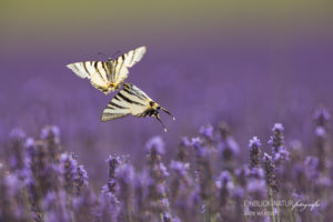 Alex Wünsch Alexandra Wünsch Einblick-Natur Fotografie Naturfotografie Sommer Lavendel Segelfalter Schmetterling Iphiclides podalirius Frankreich