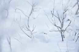 Alex Wünsch Naturfotografie Finnland Winter Schnee Schneehuhn Lagopus lagopus