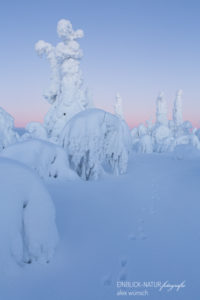 Alex Wünsch Alexandra Wünsch Einblick-Natur Fotografie Naturfotografie Winter Finnland Kuusamo Schnee Bäume Packschnee Schneehase Spur track mountain hare lepus timidus tykky