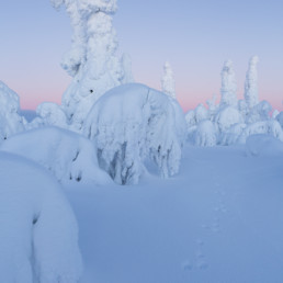 Alex Wünsch Alexandra Wünsch Einblick-Natur Fotografie Naturfotografie Winter Finnland Kuusamo Schnee Bäume Packschnee Schneehase Spur track mountain hare lepus timidus tykky