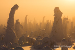 Alex Wünsch Alexandra Wünsch Einblick-Natur Fotografie Naturfotografie Winter Finnland Kuusamo Schnee Bäume Packschnee Sonnenuntergang Gegenlicht tykky
