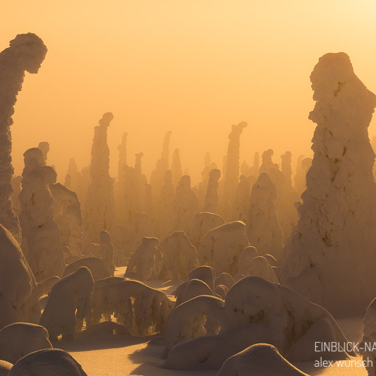 Alex Wünsch Alexandra Wünsch Einblick-Natur Fotografie Naturfotografie Winter Finnland Kuusamo Schnee Bäume Packschnee Sonnenuntergang Gegenlicht tykky