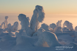 Alex Wünsch Alexandra Wünsch Einblick-Natur Fotografie Naturfotografie Winter Finnland Kuusamo Schnee Bäume Packschnee tykky
