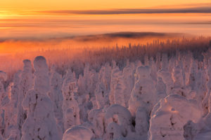 Alex Wünsch Alexandra Wünsch Einblick-Natur Fotografie Naturfotografie Winter Finnland Kuusamo Schnee Bäume Packschnee tykky Kuntivaara