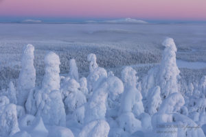Alex Wünsch Alexandra Wünsch Einblick-Natur Fotografie Naturfotografie Winter Finnland Kuusamo Schnee Bäume Packschnee tykky Kuntivaara
