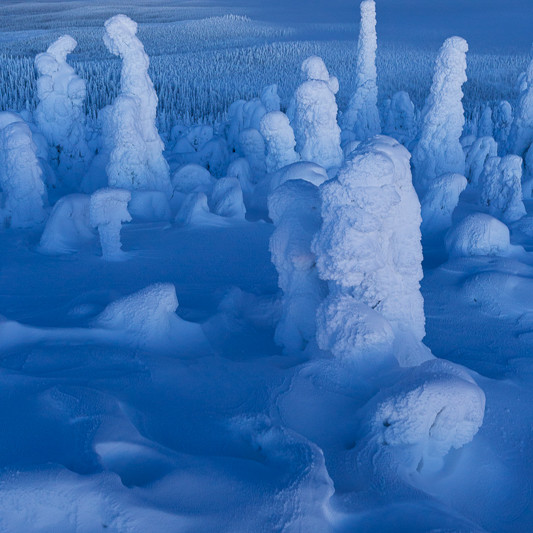 Alex Wünsch Alexandra Wünsch Einblick-Natur Fotografie Naturfotografie Winter Finnland Kuusamo Schnee Bäume Packschnee tykky