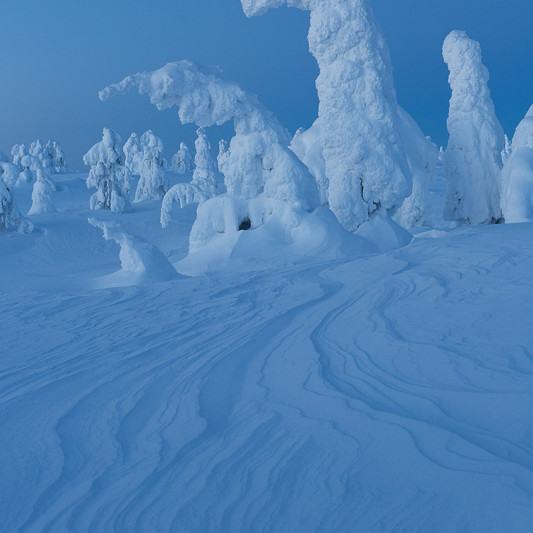 Alex Wünsch Alexandra Wünsch Einblick-Natur Fotografie Naturfotografie Winter Finnland Kuusamo Schnee Bäume Packschnee tykky Riisitunturi