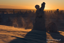 Alex Wünsch Alexandra Wünsch Einblick-Natur Fotografie Naturfotografie Winter Finnland Kuusamo Schnee Bäume Packschnee tykky Riisitunturi