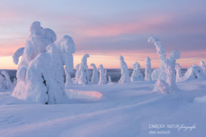 Alex Wünsch Alexandra Wünsch Einblick-Natur Fotografie Naturfotografie Winter Finnland Kuusamo Schnee Bäume Packschnee tykky Riisitunturi