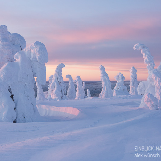 Alex Wünsch Alexandra Wünsch Einblick-Natur Fotografie Naturfotografie Winter Finnland Kuusamo Schnee Bäume Packschnee tykky Riisitunturi