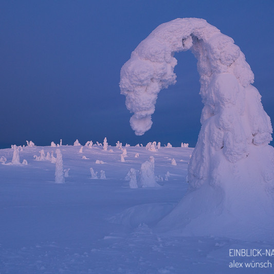 Alex Wünsch Alexandra Wünsch Einblick-Natur Fotografie Naturfotografie Winter Finnland Kuusamo Schnee Bäume Packschnee tykky Riisitunturi