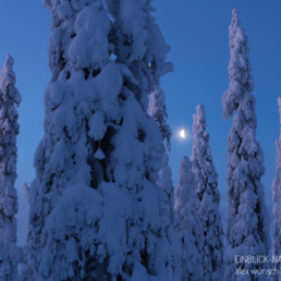 Alex Wünsch Alexandra Wünsch Einblick-Natur Fotografie Naturfotografie Winter Finnland Kuusamo Schnee Bäume Packschnee tykky