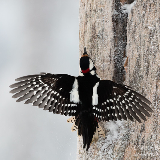 Alex Wünsch Alexandra Wünsch Einblick-Natur Fotografie Naturfotografie Winter Finnland Kuusamo Schnee Buntspecht Dendrocopos major