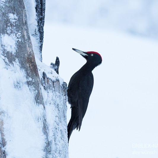 Alex Wünsch Alexandra Wünsch Einblick-Natur Fotografie Naturfotografie Winter Finnland Kuusamo Schnee Schwarzspecht Dryocopus martius