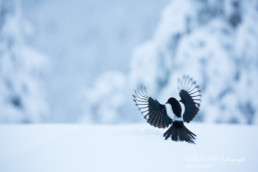 Alex Wünsch Alexandra Wünsch Einblick-Natur Fotografie Naturfotografie Winter Finnland Kuusamo Schnee Elster Pica pica
