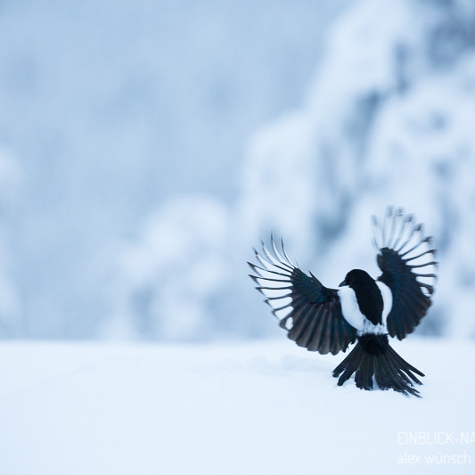 Alex Wünsch Alexandra Wünsch Einblick-Natur Fotografie Naturfotografie Winter Finnland Kuusamo Schnee Elster Pica pica