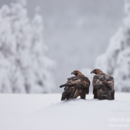 Alex Wünsch Alexandra Wünsch Einblick-Natur Fotografie Naturfotografie Winter Finnland Kuusamo Schnee Steinadler Aquila chrysaetos