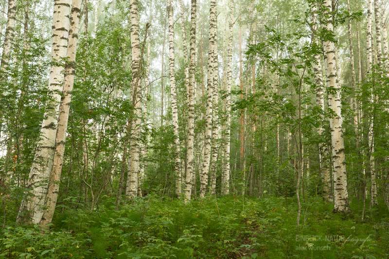 Alex Wünsch Alexandra Wünsch Einblick-Natur Fotografie Naturfotografie Sommer Birkenwald Finnland Nordkarelien