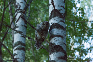 Alex Wünsch Alexandra Wünsch Einblick-Natur Fotografie Naturfotografie Sommer Nordkarelien Finnland Habichtskauz Strix uralensis Jungtier