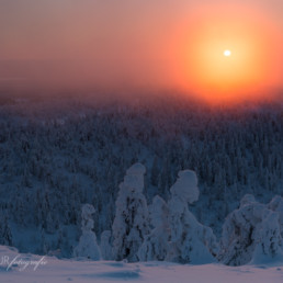 Alex Wünsch Alexandra Wünsch Einblick-Natur Fotografie Naturfotografie Winter Finnland Schnee Kaamos Nebel