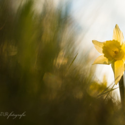 Alex Wünsch Alexandra Wünsch Einblick-Natur Fotografie Naturfotografie Frühling Eifel Wilde Narzissen narcissus pseudonarcissus