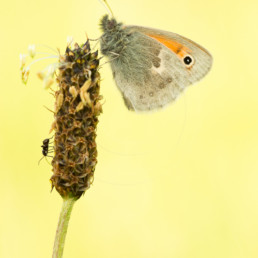Alex Wünsch Alexandra Wünsch Einblick-Natur Fotografie Naturfotografie Deutschland Tagfalter Schmetterling Kleines Wiesenvögelchen Coenonympha pamphilus