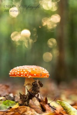 Alex Wünsch Alexandra Wünsch Einblick-Natur Fotografie Naturfotografie Deutschland Herbst Fliegenpilz Rheinland NRW Nadelwald