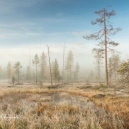 Alex Wünsch Alexandra Wünsch Einblick-Natur Fotografie Naturfotografie Finnland Sumpf Frost Herbst