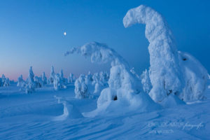 Alex Wünsch Alexandra Wünsch Einblick-Natur Fotografie Naturfotografie Winter Finnland Schnee Bäume eingeschneite Bäume
