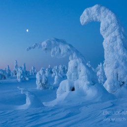 Alex Wünsch Alexandra Wünsch Einblick-Natur Fotografie Naturfotografie Winter Finnland Schnee Bäume eingeschneite Bäume
