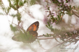 Alex Wünsch Alexandra Wünsch Einblick-Natur Fotografie Naturfotografie Schmetterling Sommer Rotbraunes Ochsenauge Heide Pyronia tithonus