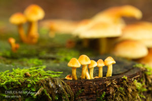 Alex Wünsch Alexandra Wünsch Einblick-Natur Fotografie Naturfotografie Herbst Pilze
