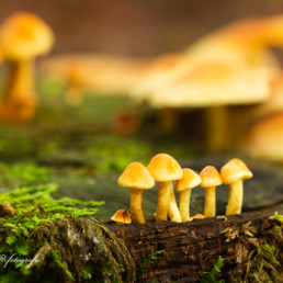 Alex Wünsch Alexandra Wünsch Einblick-Natur Fotografie Naturfotografie Herbst Pilze