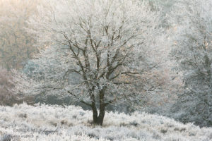 Alex Wünsch Alexandra Wünsch Einblick-Natur Fotografie Naturfotografie Winter Baum wahner Heide