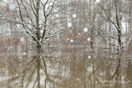 Alex Wünsch Alexandra Wünsch Einblick-Natur Fotografie Naturfotografie Winter Hochwasser Düsseldorf 2021 Tief Tristan