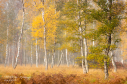 Waldvogel, Birken, Alexandra, Wünsch, GDT, Naturfotograf des Jahres 2021, Preis der Jury, Herbst, Deutschland, Herbstzeit