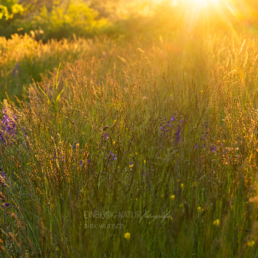Alex Wünsch Alexandra Wünsch Einblick-Natur Fotografie Naturfotografie Frühling Sonnuntergang Sonnenstrahlen Wiese warmes Licht goldenes Licht