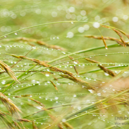 Alex Wünsch Alexandra Wünsch Einblick-Natur Fotografie Naturfotografie Sommer Gras Wasser Tropfen Regen Tau