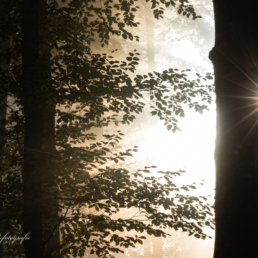 Alex Wünsch Alexandra Wünsch Einblick-Natur Fotografie Naturfotografie Herbst Wald Licht Sonnenstern