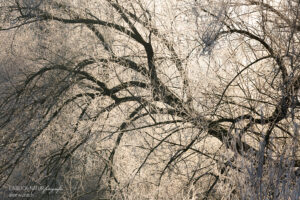 Alex Wünsch Alexandra Wünsch Einblick-Natur Fotografie Naturfotografie Winter Baum Silhouette Frost Düsseldorf