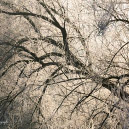 Alex Wünsch Alexandra Wünsch Einblick-Natur Fotografie Naturfotografie Winter Baum Silhouette Frost Düsseldorf